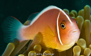 clown fish, shot with d200/subal housing twin inons 60mm ... by Terry Dunbar 
